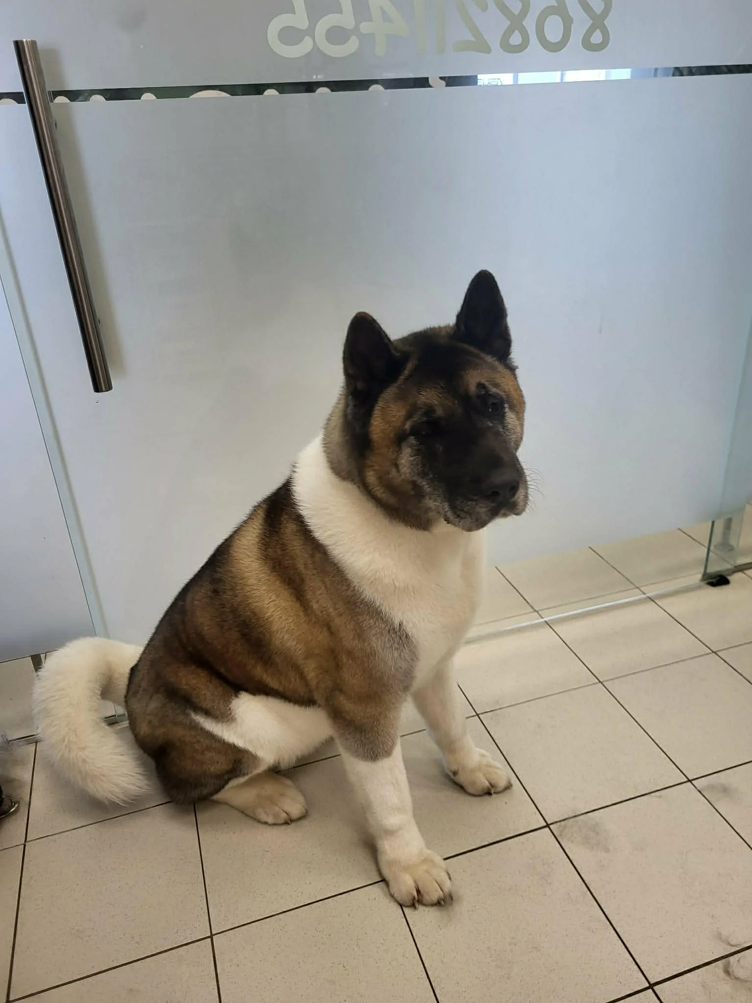 Šuo po kailio priežiūros